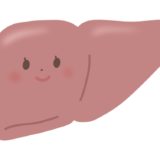 肝臓のしくみ(肝臓の解剖生理)