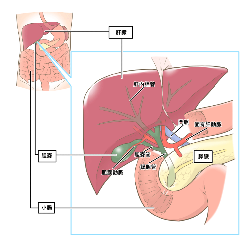 肝臓のしくみ(肝臓の解剖生理) | 看護探究隊