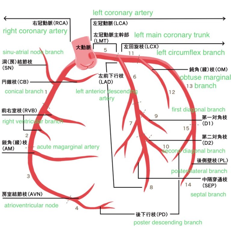 楽しく簡単に覚える医療英単語集 (心臓) | 看護探究隊